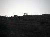 reunion 39